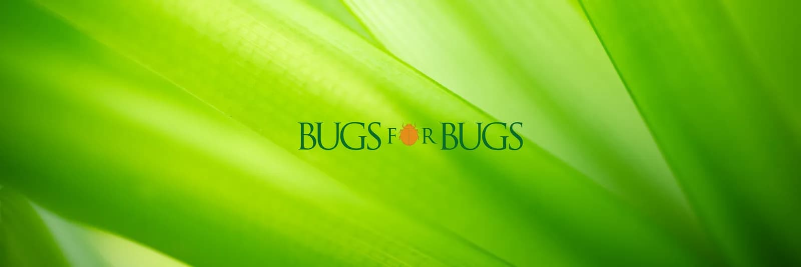 Bugs For Bugs range