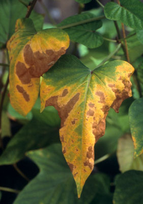 A close up of a leaf

Description automatically generated with low confidence