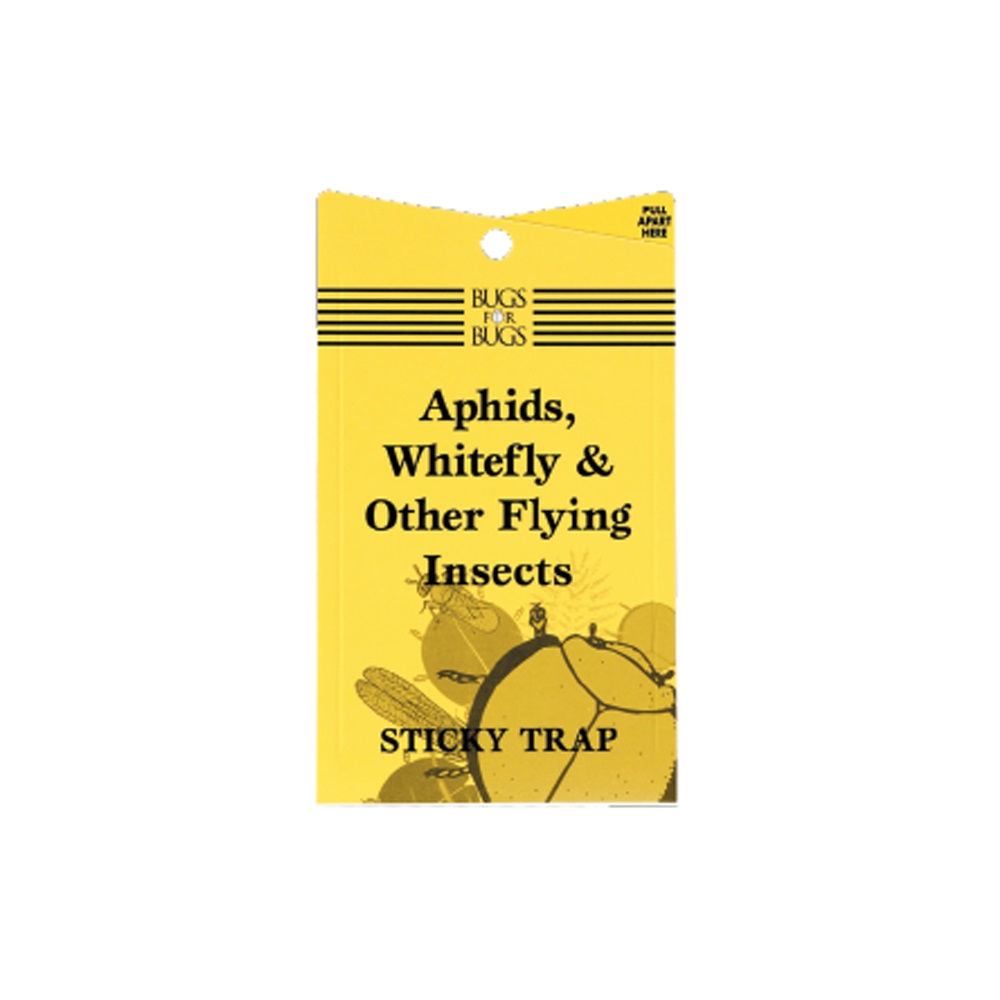 Yellow Sticky Fly Traps • GrabOne NZ